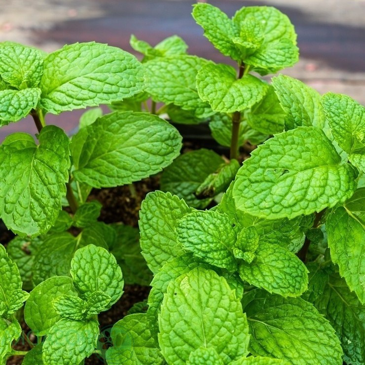 Саджанці М'яти яблучної (Mentha Rotundifolia) Р9