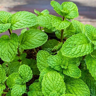 Саджанці М'яти яблучної (Mentha Rotundifolia) Р9