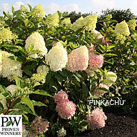 Гортензия метельчатая "Пинкачу". Hydrangea paniculata "PINKACHU".