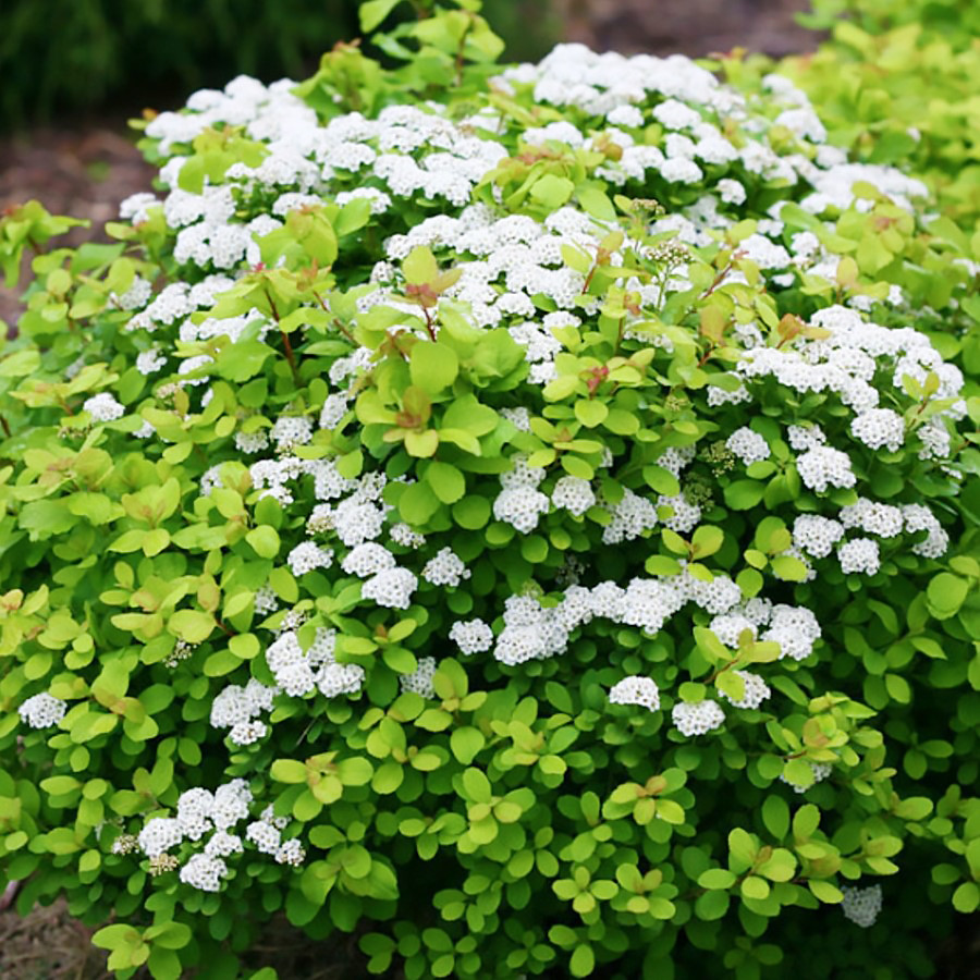 Саджанці Спіреї березолистной Тор (Spiraea betulifolia Tor) Р9