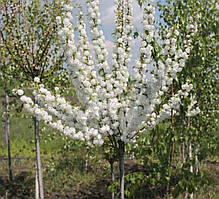 Саджанці мигдалю трилопатевого "Альба Плена"  (штамб Н 1-1,4м)