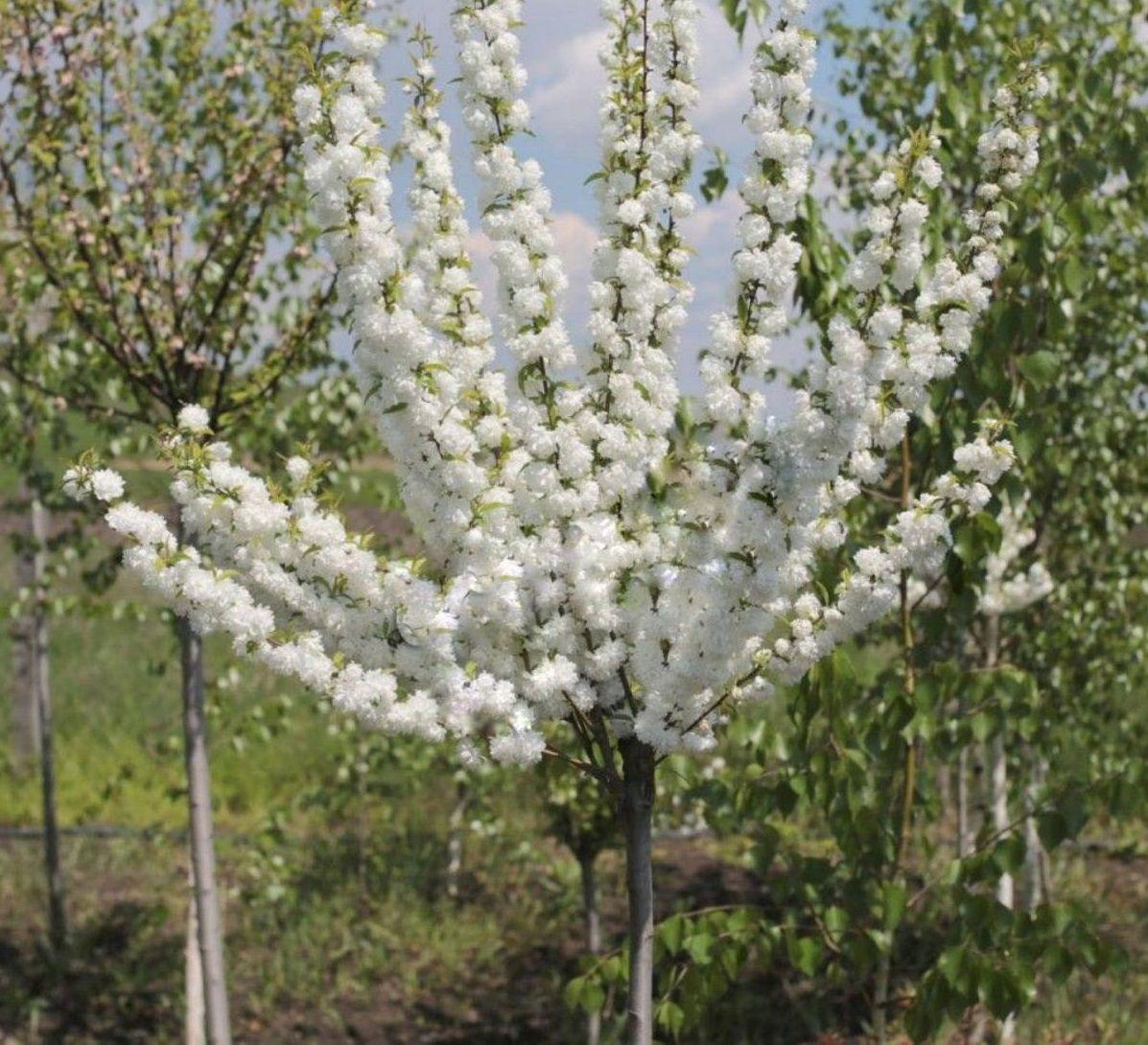 Саджанці мигдалю трилопатевого "Альба Плена" (штамб Н 1-1,4м)