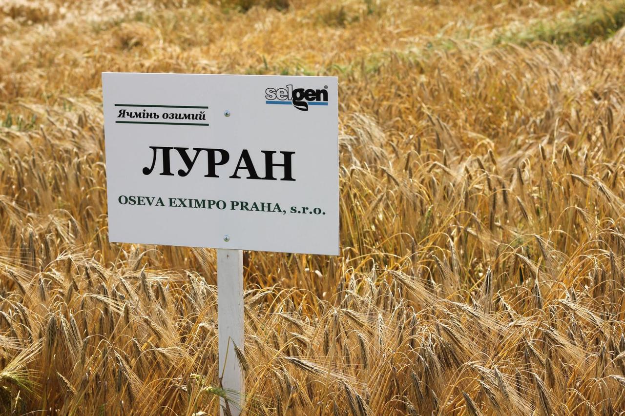 Семена ячменя озимого Луран (Чехия) 1-я репродукция