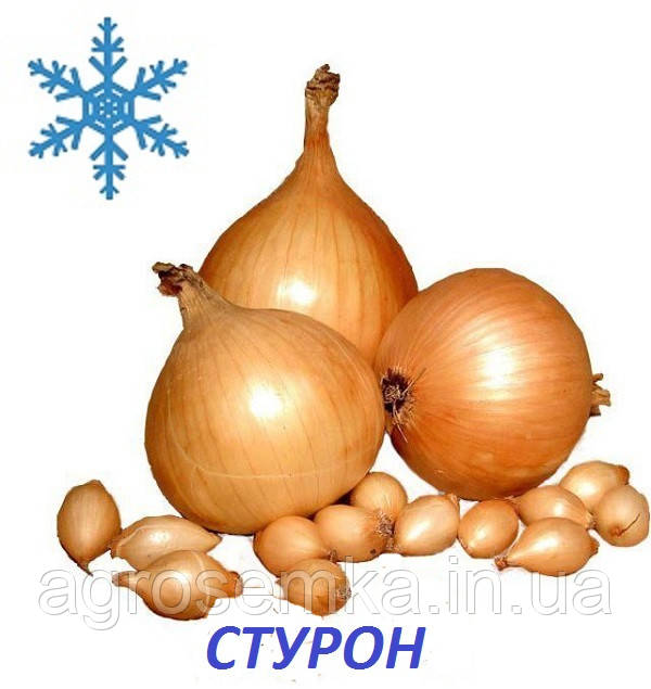 Озима цибуля сіянка Стурон (Sturon) 1кг / TOP 8/16, фото 1