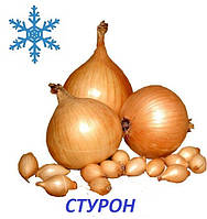 Озимый лук севок Стурон (Sturon) 8/16 1кг / TOP