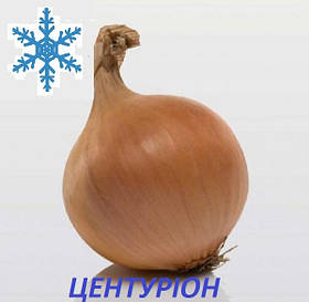 Озима цибуля сіянка Центуріон F1 8/21 1кг / Broer