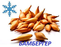 Озимый лук севок Бамбергер (Бирнформиг) 8/21 0.5 кг / Broer