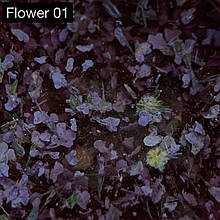 Гель із сухоцвітами №01