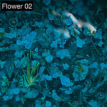 Гель із сухоцвітами №02