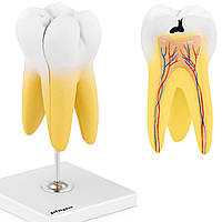 Анатомическая 3D модель моляра (коренной зуб)
