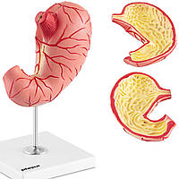 Анатомическая 3D модель человеческого желудка