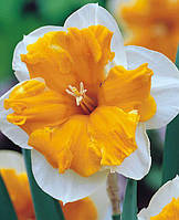 Нарцисс Orangery (Оранжери) сплит корона 1 луковица