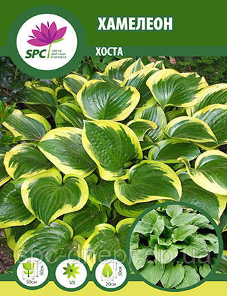 Хоста Hameleon (Хамелеон)