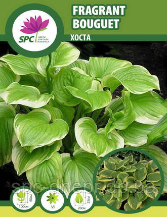 Хоста Fragrant Bouquet