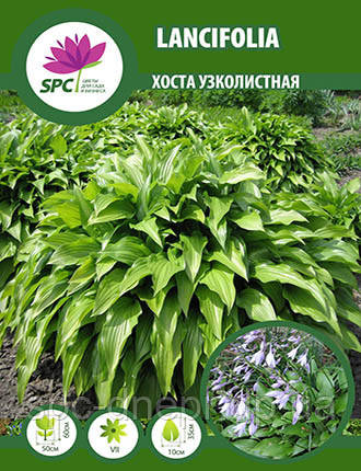 Хоста вузьколистна Lancifolia