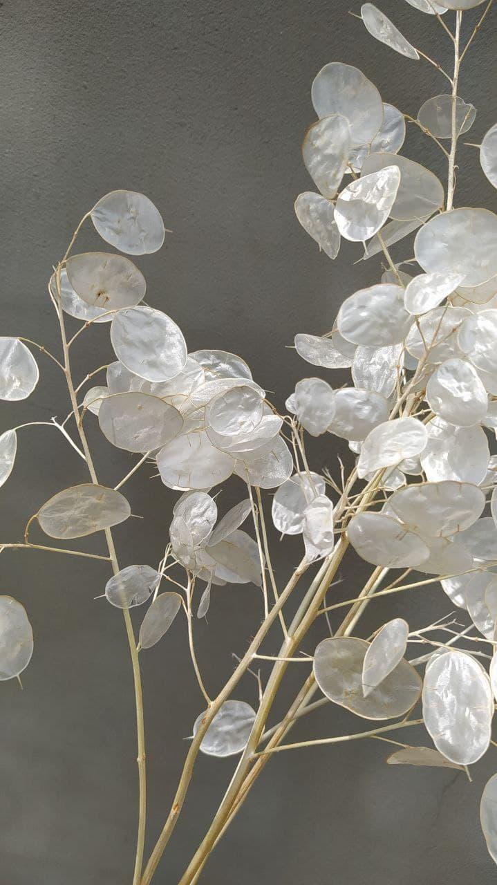 Купить Лунария выбеленная натуральный сухоцвет, цена 100 грн — Prom.ua ...