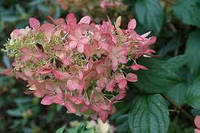 Гортензія волотиста Пінк Леді С1 (гортензия Hydrangea paniculata Pink Lady)