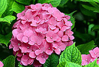 Гортензія крупнолиста рожева Р9 ( Hydrangea macrophylla)