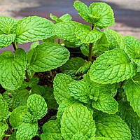 Саджанці М'яти яблучної (Mentha Rotundifolia)