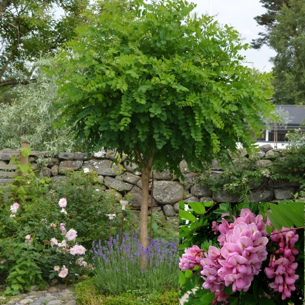 Саджанці акації шаровидної на штамбі(Н - 1,2-1,5)