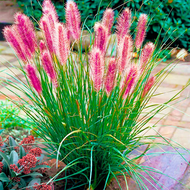 Жапон әйелдерімен бірге ағаштан жасалған кастинг