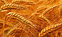 Насіння озимої пшениці Перспектива Одеська (супереліта)