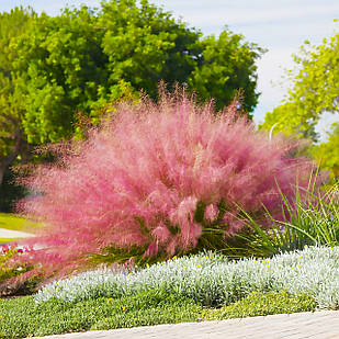 Саджанці Мюленбергії волосовидної (Muhlenbergia reverchonii) Р9