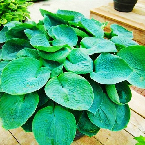 Саджанці Хости Абиква Дринкин Гурд дворічна (Hosta Abiqua Drinking Gourd) С1