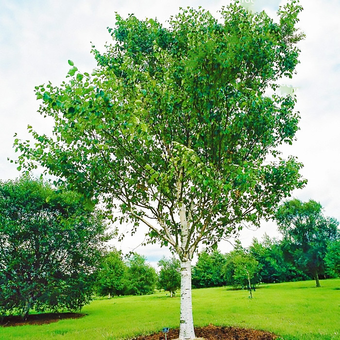 Саджанці Берези повислої (Betula pendula)