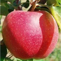 Саджанці яблуні "ЕЛІЗА". Сорт середнього дозрівання плодів.