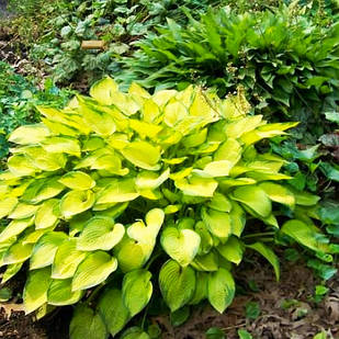 Саджанці Хости Джаст Со дворічна (Hosta Just So) С1.2