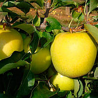 Саджанці яблуні «ГОЛДЕН ДІЛІШЕС РАЙНДЖЕРС». Сорт середнього дозрівання плодів.