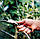 Садовий ніж для щеплень Fiskars K62 125880 (1001623), фото 3