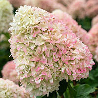 Гортензія волотиста Саммер Лав, р9 / Hydrangea paniculata Summer Love продаж кратно 30 штук