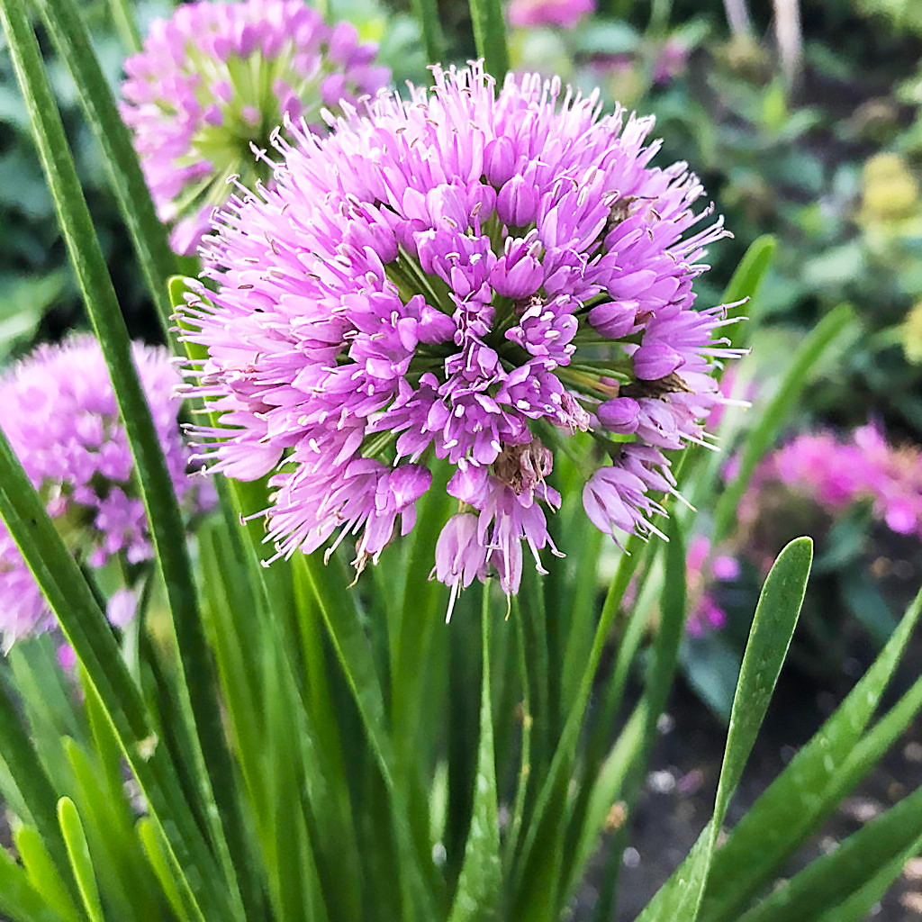 Саджанці Лука декоративного Саммер Б'юті (Allium senescens Summer Beauty) Р9