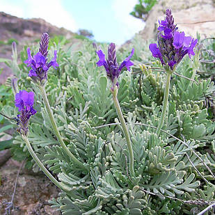 Саджанці Лаванди зубчастої Гудвін (Lavandula dentata Goodwin) Р9