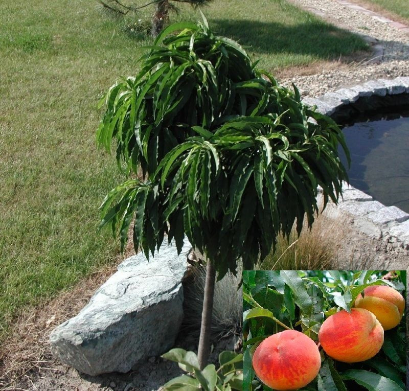 Саджанці персика колоновидного "Медового" на штамбі (Н 0,8-1,2м)