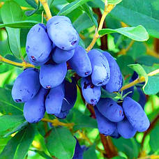 Саджанці Жимолості середнього терміну дозрівання