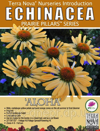 Ехінацея Aloha, фото 3