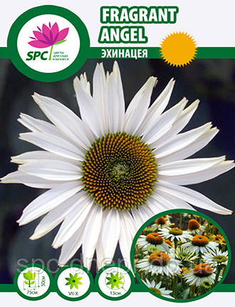 Ехінацея Fragrant Angel, фото 1