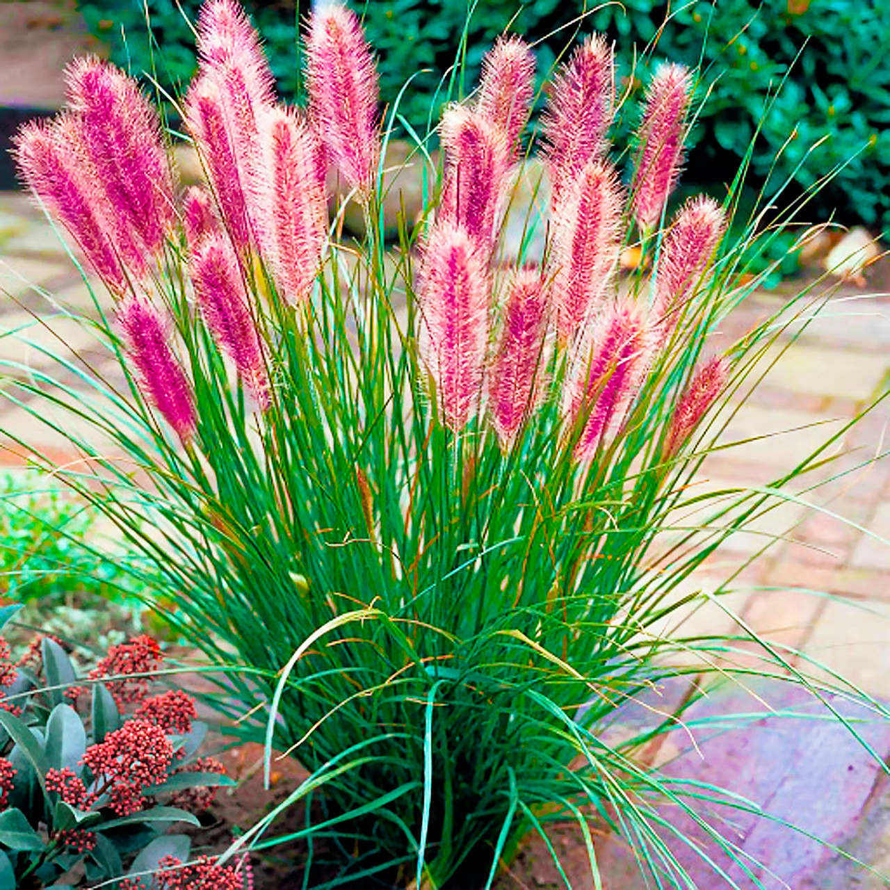 Саджанці Пеннісетума лисохвостовидного Ред Хет (Pennisetum alopecuroides Red Head)