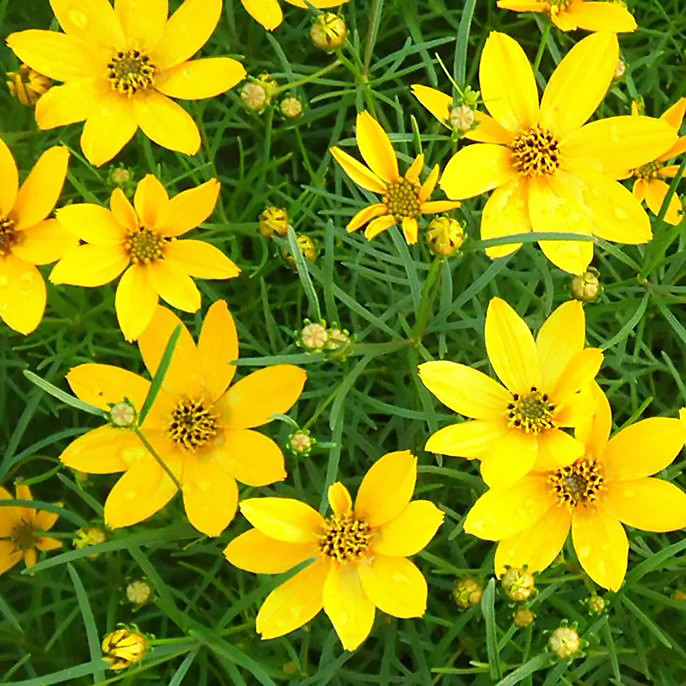 Саджанці кореопсису мутовчатого Твіті (Coreopsis verticillata Tweety)