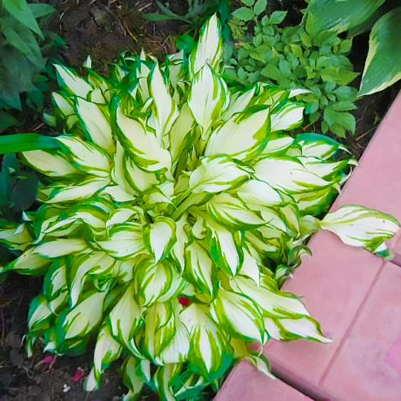 Саджанці Хости Ківі Спермінт дворічна (Hosta Kiwi Spearmint)