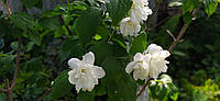 Жасмин махровий Віргінал (чубушник Philadelphus coronarius Virginal) С3