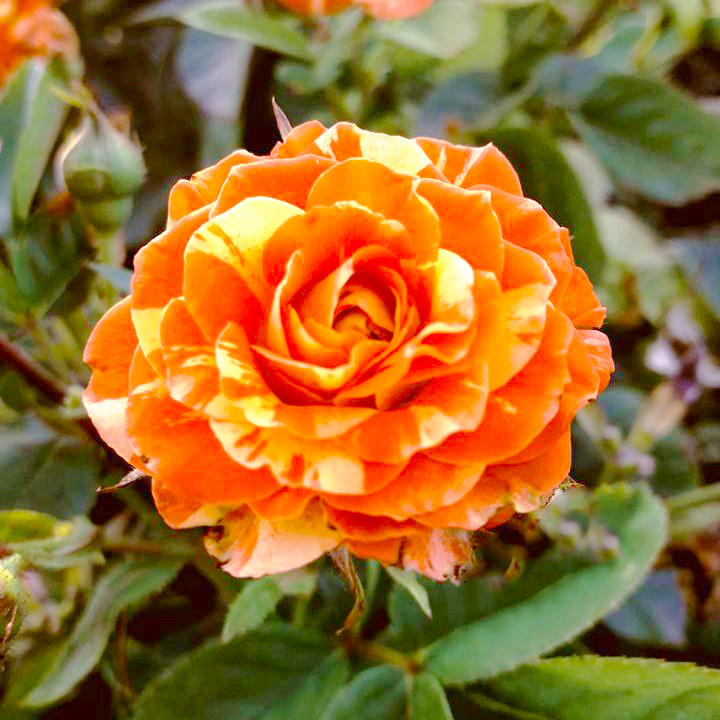 Саджанці бордюрної троянди  Пінк Оранж (Rose Pink Orange)