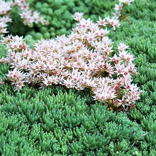 Саджанці Очитку (седум) іспанського Блю Карпет (Sedum hispanicum Blue Carpet) Р9