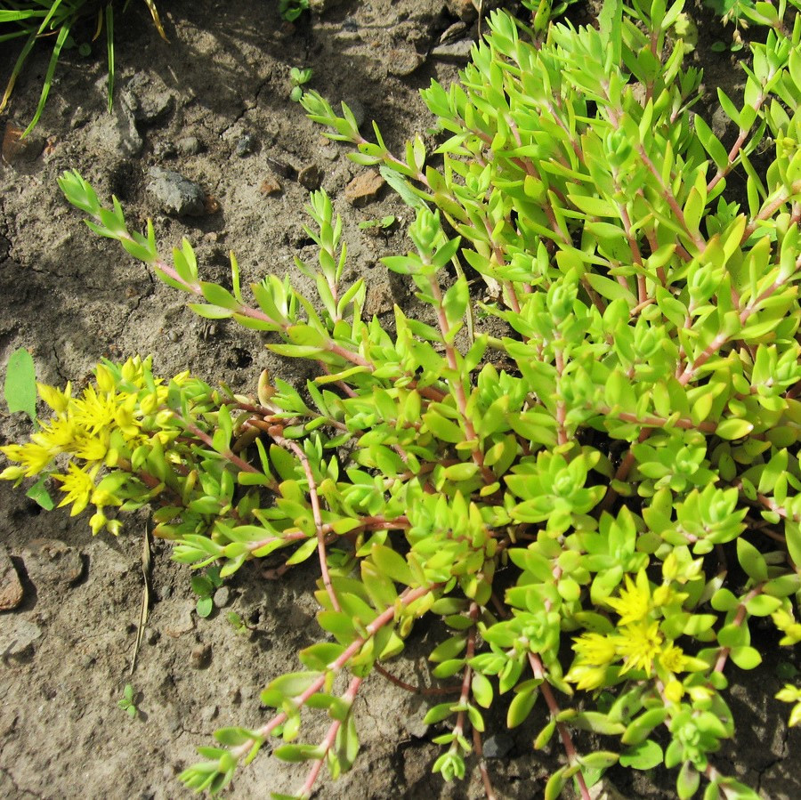 Саджанці Очитку (седум) лозовидного (Sedum sarmentosum) Р9, фото 1