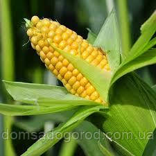 Кукурудза ГСС 3071 F1  |  GSS 3071 F1 Syngenta 0.5 кг
