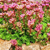 Саженцы Очитка (седум) ложный Розеум (Sedum spurium Roseum) Р9