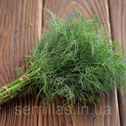 Насіння кропу Дукат (Dukat), 10 гр., кущового, ТМ "ЛєдаАгро", фото 1